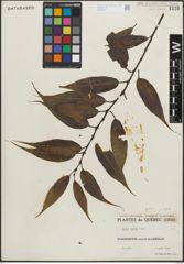 Foto von Salix lucida Muhl.
